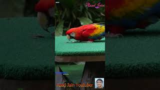 macaw parrot video shorts #parrot #tota #macaw #mithu #popat