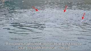 Ribuan Ikan Belanak Muncul Saat Pergantian Musim Dingin