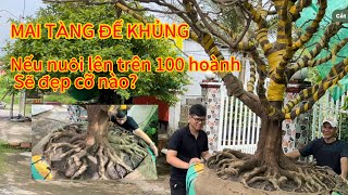 Cây mai tàng thiên nhiên,Có bộ rễ quá đẹp,một cây mai quá tiềm năng , lh 0906051319 a trí