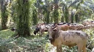 LIBERIA WEST AFRICA | Animal Husbandry In A Part Of Maryland County    2024#monroviatravel#liberia#