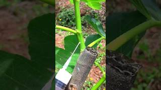 Unbelievable, Grafting technique in Jackfruit  🥰🔥🙏,#shorts ,#short ,#farming ,#green ,#terrace ,