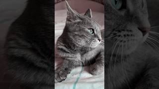 The Amazing World of Cat Whiskers