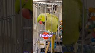 Parrot Peekaboo #birds #parrot #shorts #tiktok #short 🦜🦜🍭🍭🎈🎈