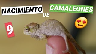 NACIMIENTO 9 CAMALEONES 🦎🤙🏼 Trioceros hoehnelii hoehnelii