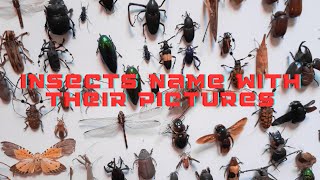 Insects Name With Their Pictures - The Genius Guide