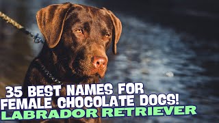 35 Best Names for Female Chocolate Labradors! 🐶💕