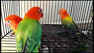 Green opline Beast Quality #lovebirds #shorts #video #viral #shortsvideo