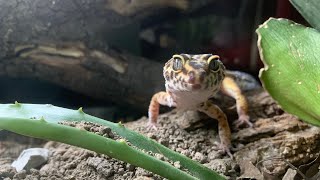 Leopard gecko wax worm hand feeding ( First feeding since November )