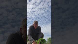 Transplanting Volunteer Potatoes! #farmlife #shorts #homesteading #garden #potato  #diy #vegetables