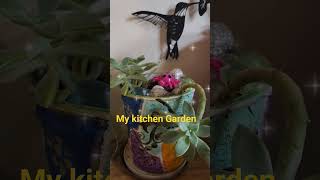 My kitchen Garden 🍃🍅🌶😊#youtube #Shweta Shubha #shorts #short #viral #garden #flowers #ytshort #yt