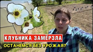 ЗАМЕРЗЛА КЛУБНИКА | ПЕРВЫЕ ЯЙЦА | НОВЫЕ ГРЯДКИ | ПОСАДИЛА БАКЛАЖАНЫ | КУПИЛИ ДОМ В ДЕРЕВНЕ | БРЯНСК