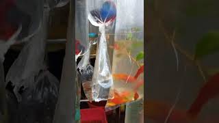 Kolathur fish market vlog 2 in Bala sk aquarium #shorts #aquarium #betta #guppy #flowerhorn  #zebra