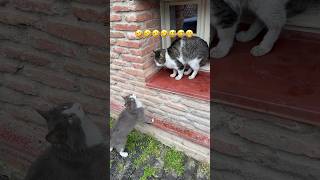 Funny cats 🐈 #cat #funny #funnycats #shorts #feedshorts #cats #catshorts #catvideos