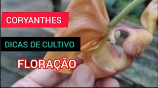 🟣DICAS DE CULTIVO FLORAÇÃO DE CORYANTHES SPESIOSA