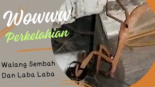 Wow!! Ternyata Binatang ini suka berkelahi#Vidioyoutube