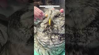 This man rescued a poor injured owl and decided to adopt it #animalshorts #shortvideo #owl