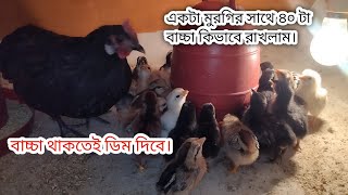 দেশি মুরগির বাচ্চা থাকতে আবার ডিম পাড়বে। দেশি মুরগি পালন পদ্ধতি।#pets #poultry #poultryfarming