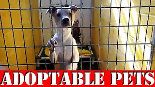 Weekly Adoptable PETS Video Oklahoma Animal Shelter Near Me