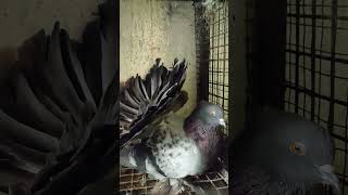 Fancy Pigeon 🕊️#birds #setup #shorts #video #like #viral #india