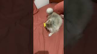 Mainan Baru si Super minipom Moli 😍😍