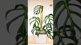 Soil, Fertilization & Repotting of Monstera Burle Max Flame #burlemarxflame #philodendron