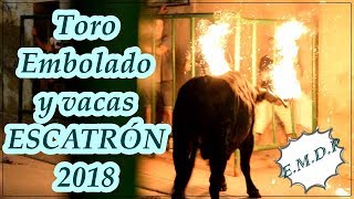 Toro Embolado y vacas ESCATRÓN 2018