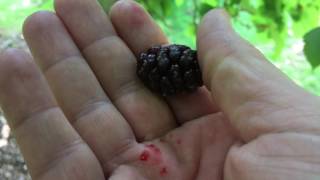 Mulberry Tree : Uses & Identification of Morus spp.