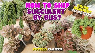 HOW TO ORDER SUCCULENT BY BUS CARGO SHIPPING? | I ORDERED POTTED SUCCULENTS | By Intri's TV