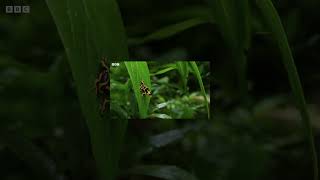 Father teaches baby tadpoles survival