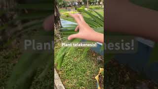 Plant telekenesis #fairy