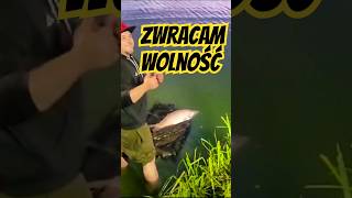 zwracam wolność #fishing #shortvideo #shorts #fish #fishing #ryby #karpiowanie #karpfenangeln