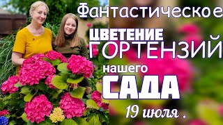 ЦВЕТЕНИЕ крупнолистной ГОРТЕНЗИИ. Обзор САДА 19 июля.