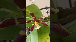 Кусочек Рая #орхидеи #цветы #orchids