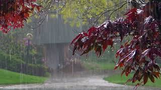 Nature Scenes - Rain sounds and birdsong. Relaxing video