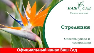 Стрелиция. Красивейший цветок в вашем доме. Ваш сад