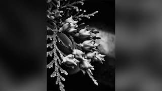 BLACK AND WHITE  MACRO FLOWER PHTOGRAPHY 2020-21