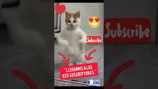 "Llegamos a los 930 suscriptores"  muchas gracias ❤❤❤❤❤❤❤❤😍😍😍😍😍😍😍🐈😍😍😍😍❤❤❤❤❤ #music #cat #gatos #nala