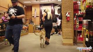 Chesapeake Bay Retriever Dog Training Phoenix I Obedience Training Arizona I All-American K-9