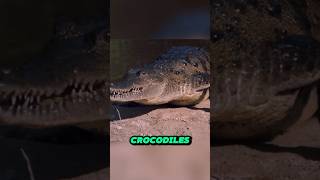 #shorts 007 is trapped in a crocodile pool, how does he escape?