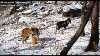 Дружба козла Тимура и тигра Амура.  UNUSUAL FRIENDSHIP GOAT  AND TIGER