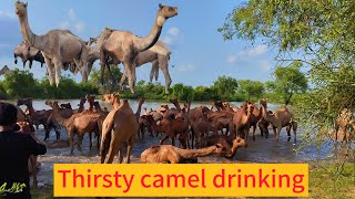 Thirsty camels drinking water الإبل العطشى تشرب الماء | Camel's drinking water | ऊँट पानी पी रहे हैं