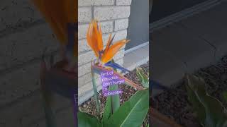 Bird of Paradise #pinayvlogger  #shortvideo