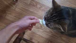 Cat Eats Lettice