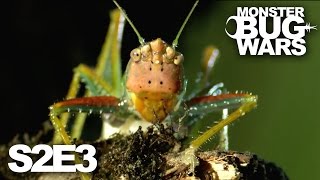 MONSTER BUG WARS | Ultra Violence | S2E3