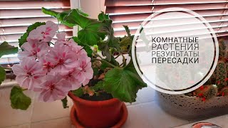 Мои комнатные растения после пересадки.  Спустя время.