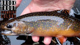 Remote creek for SUPER colorful TROUT |  The last day of Trout Season