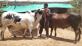 Wacha Qurbani | Beautiful Sahiwal Calf | Qurbani 2024 | sahiwal bachre | Wacha Farming In Pakistan