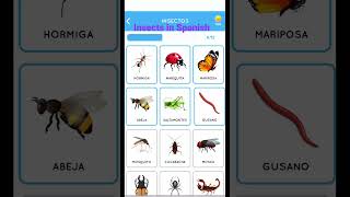 Insects in Spanish | Insectos en Español