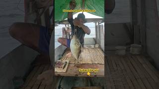 meledak ikan Pogot besar.#fypシ #fypyoutube #fypviral