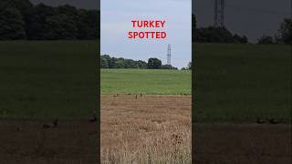 WILD TURKEYS SPOTTED #turkey #turkeyhunting #turkeybird #turkey2024 #turkey #🦃  #2024 #shorts